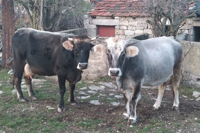 Scientists of the Institute of Genetic Resources Engaged in Protecting the Gatacko Cattle