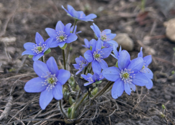 На ПМФ-у обиљежавање Дана планете Земље