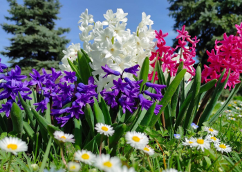 Обиљежавање Дана здравља биљака