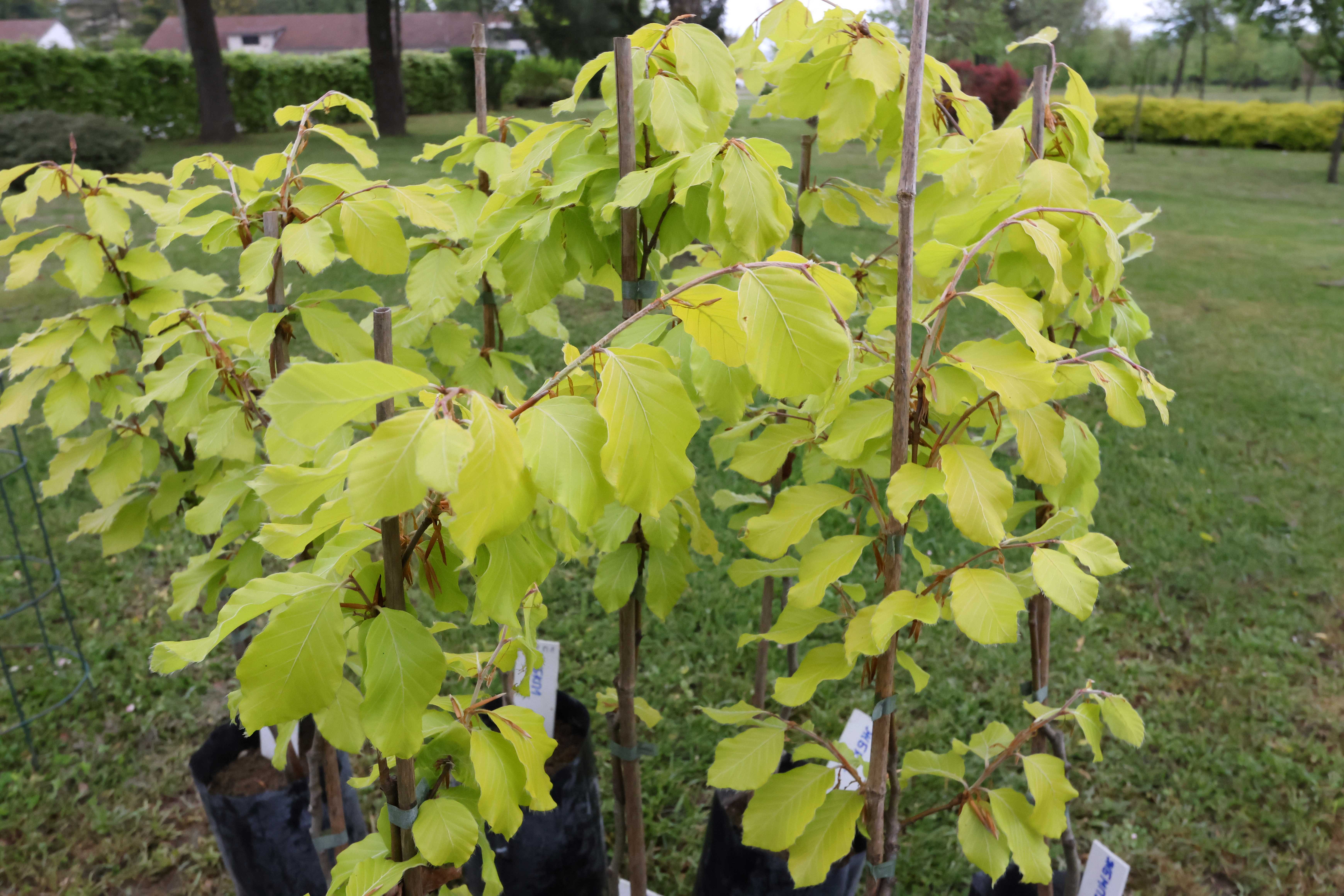 Посађено 12 стабала жуте букве у Универзитетском граду